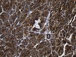 RNASE11 Antibody in Immunohistochemistry (Paraffin) (IHC (P))