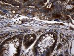 RNASE11 Antibody in Immunohistochemistry (Paraffin) (IHC (P))