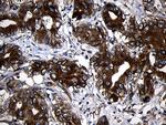 RNASE11 Antibody in Immunohistochemistry (Paraffin) (IHC (P))