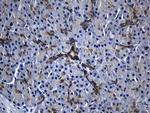 RNASE11 Antibody in Immunohistochemistry (Paraffin) (IHC (P))