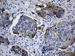 RNASE11 Antibody in Immunohistochemistry (Paraffin) (IHC (P))