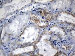 RNASE11 Antibody in Immunohistochemistry (Paraffin) (IHC (P))