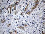 RNASE11 Antibody in Immunohistochemistry (Paraffin) (IHC (P))