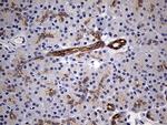 RNASE11 Antibody in Immunohistochemistry (Paraffin) (IHC (P))