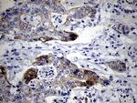 RNASE11 Antibody in Immunohistochemistry (Paraffin) (IHC (P))