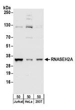 RNASEH2A Antibody in Western Blot (WB)