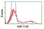 RNF113B Antibody in Flow Cytometry (Flow)