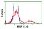 RNF113B Antibody in Flow Cytometry (Flow)