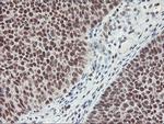 RNF113B Antibody in Immunohistochemistry (Paraffin) (IHC (P))