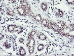 RNF113B Antibody in Immunohistochemistry (Paraffin) (IHC (P))