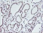 RNF113B Antibody in Immunohistochemistry (Paraffin) (IHC (P))