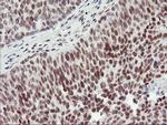 RNF113B Antibody in Immunohistochemistry (Paraffin) (IHC (P))