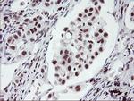 RNF113B Antibody in Immunohistochemistry (Paraffin) (IHC (P))