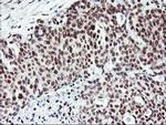 RNF113B Antibody in Immunohistochemistry (Paraffin) (IHC (P))