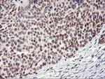 RNF113B Antibody in Immunohistochemistry (Paraffin) (IHC (P))