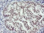 RNF113B Antibody in Immunohistochemistry (Paraffin) (IHC (P))