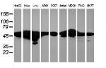 RNF113B Antibody in Western Blot (WB)