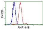 RNF144B Antibody in Flow Cytometry (Flow)