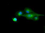 RNF144B Antibody in Immunocytochemistry (ICC/IF)