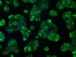 RNF144B Antibody in Immunocytochemistry (ICC/IF)