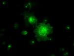 RNF144B Antibody in Immunocytochemistry (ICC/IF)