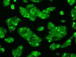 RNF144B Antibody in Immunocytochemistry (ICC/IF)