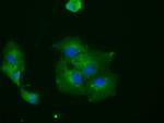 RNF144B Antibody in Immunocytochemistry (ICC/IF)