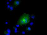 RNF144B Antibody in Immunocytochemistry (ICC/IF)