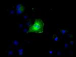 RNF144B Antibody in Immunocytochemistry (ICC/IF)