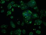 RNF144B Antibody in Immunocytochemistry (ICC/IF)