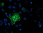 RNF144B Antibody in Immunocytochemistry (ICC/IF)