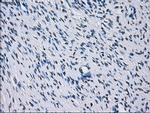 RNF144B Antibody in Immunohistochemistry (Paraffin) (IHC (P))