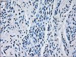 RNF144B Antibody in Immunohistochemistry (Paraffin) (IHC (P))