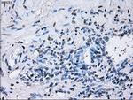 RNF144B Antibody in Immunohistochemistry (Paraffin) (IHC (P))