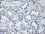 RNF144B Antibody in Immunohistochemistry (Paraffin) (IHC (P))