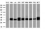 RNF144B Antibody in Western Blot (WB)