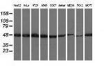 RNH1 Antibody in Western Blot (WB)