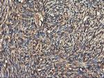 RNPEP Antibody in Immunohistochemistry (Paraffin) (IHC (P))