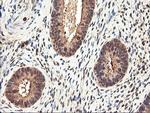 RNPEP Antibody in Immunohistochemistry (Paraffin) (IHC (P))