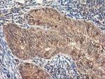 RNPEP Antibody in Immunohistochemistry (Paraffin) (IHC (P))