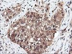 RNPEP Antibody in Immunohistochemistry (Paraffin) (IHC (P))