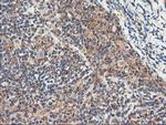 RNPEP Antibody in Immunohistochemistry (Paraffin) (IHC (P))