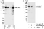 ROBO1 Antibody in Western Blot (WB)