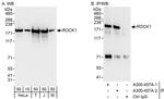 ROCK1 Antibody in Western Blot (WB)