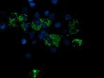 ROMO1 Antibody in Immunocytochemistry (ICC/IF)