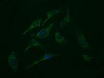 ROMO1 Antibody in Immunocytochemistry (ICC/IF)