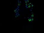 ROMO1 Antibody in Immunocytochemistry (ICC/IF)