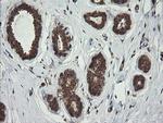 ROMO1 Antibody in Immunohistochemistry (Paraffin) (IHC (P))