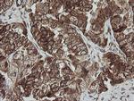 ROMO1 Antibody in Immunohistochemistry (Paraffin) (IHC (P))