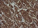 ROMO1 Antibody in Immunohistochemistry (Paraffin) (IHC (P))